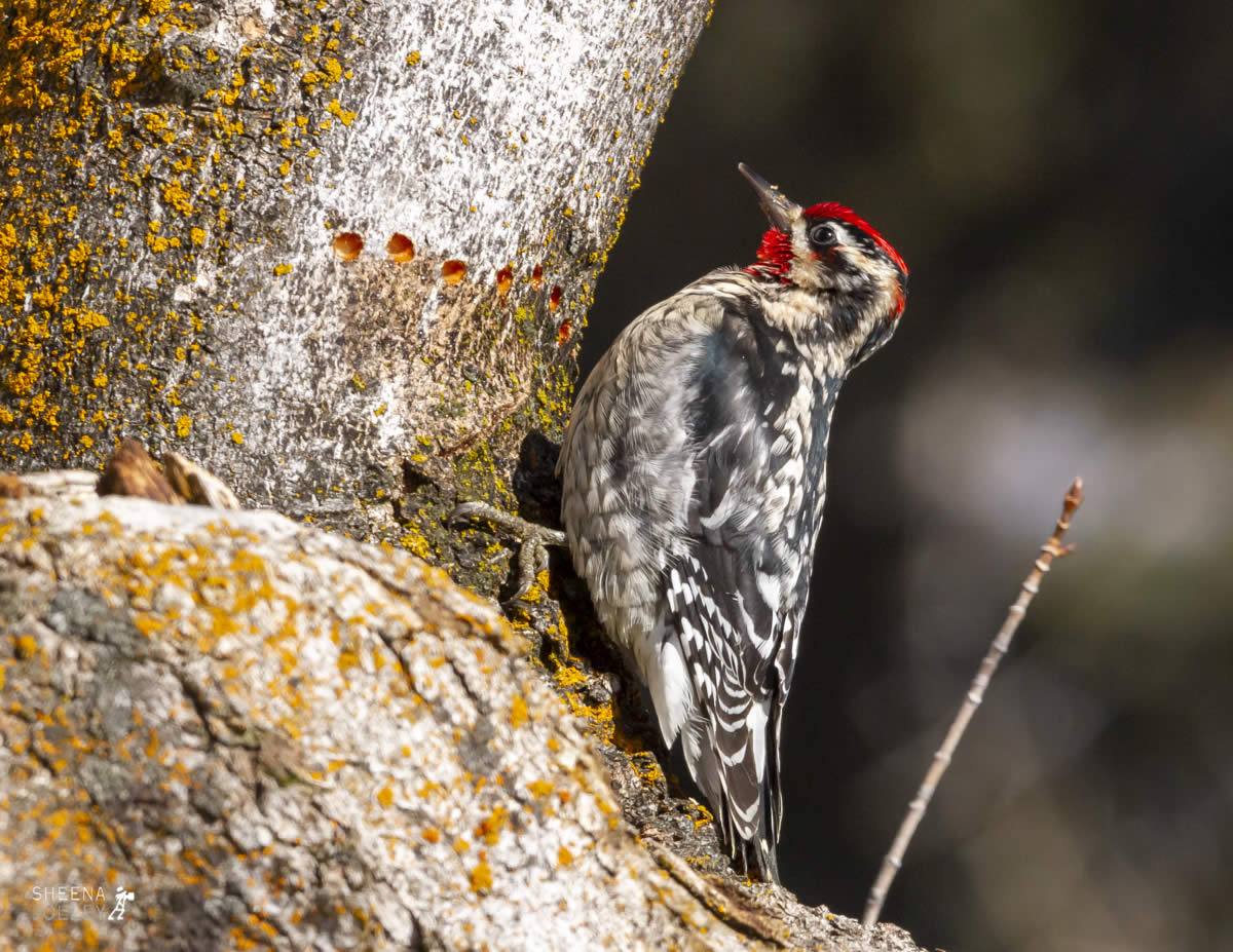 Sap Sucker.jpg - Yellowstone & Utah
